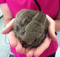 Long Jetty Vet Clinic - Renee