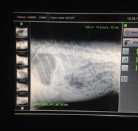 Green Point Veterinary Hospital - Renee