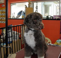 Hill Top K9 Grooming - Renee