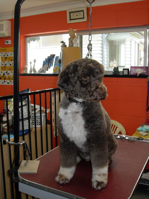 Hill Top K9 Grooming - Renee 0