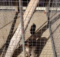 Kireena Park Boarding Kennels - Renee