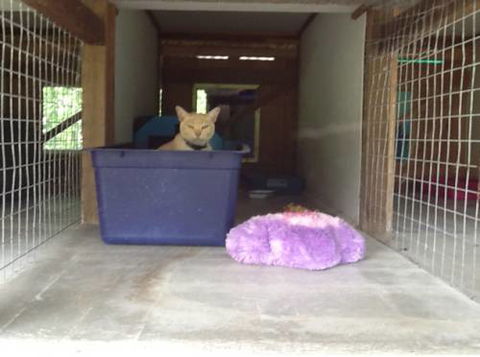 Kireena Park Boarding Kennels - Swimm 1