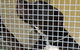 Kireena Park Boarding Kennels - thumb 4
