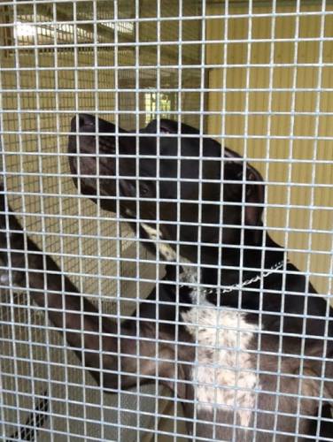 Kireena Park Boarding Kennels - Swimm 4