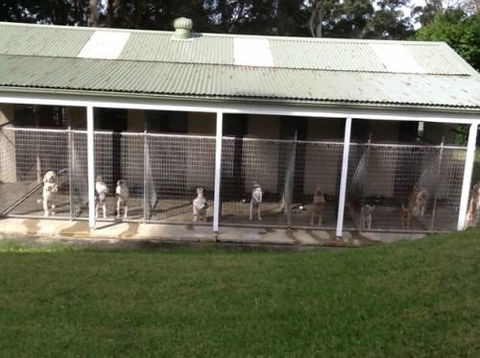 Kireena Park Boarding Kennels - Swimm 6