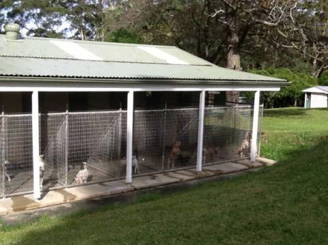 Kireena Park Boarding Kennels - Swimm 7