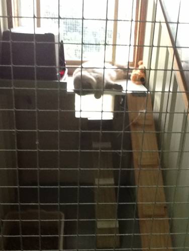 Cat Boarding Catteries Terrigal NSW Qld Realsetate