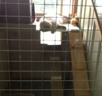 Cataway Cat Boarding Resort - Renee