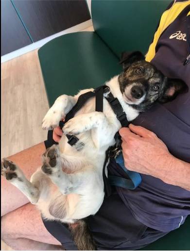 Vets Andergrove QLD Qld Realsetate