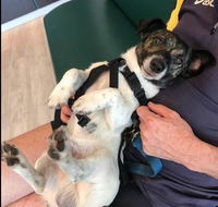 Better Pet Vets Mackay - Renee