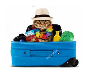 Better Pet Vets Northern Beaches - Renee 0