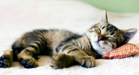 Better Pet Vets Northern Beaches - Renee 4