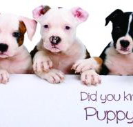 Valley Vet Surgery - Qld Realsetate