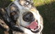 Andergrove Veterinary Clinic - thumb 1