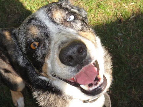 Andergrove Veterinary Clinic - Internet Find 1