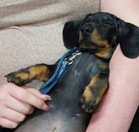 Mackay Veterinary Hospital - Qld Realsetate