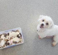 Pert Perry Evans Veterinary Surgeons - Qld Realsetate