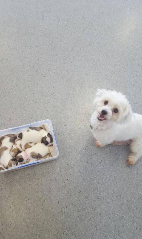 Pert, Perry & Evans Veterinary Surgeons - Qld Realsetate 0