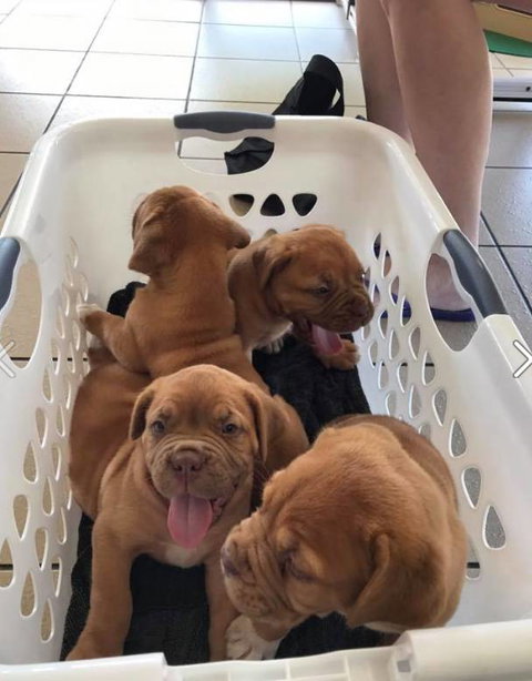 Pert, Perry & Evans Veterinary Surgeons - Qld Realsetate 1