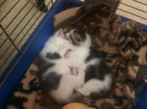 Pert, Perry & Evans Veterinary Surgeons - Qld Realsetate 2