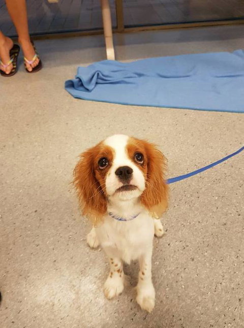 Pert, Perry & Evans Veterinary Surgeons - Qld Realsetate 4