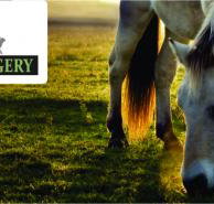 Valley Vet Surgery Mackay - Qld Realsetate