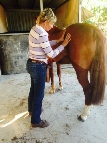 Penny Grov Equine Sports Body Worker & Laser Therapist - Internet Find 1
