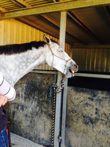 Penny Grov Equine Sports Body Worker & Laser Therapist - Internet Find 2