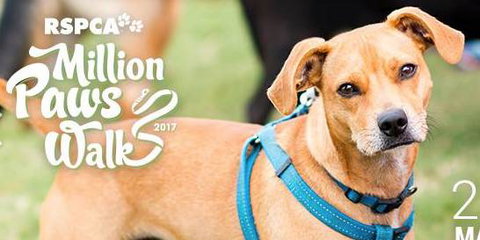 Stephenson Meghan Dr Valley Vet Surgery - Qld Realsetate 3