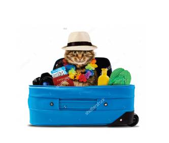 Armstrong Hannah Veterinary - Swimm 2