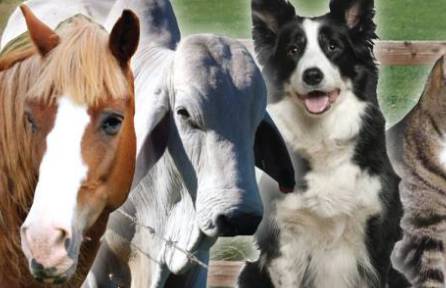 O'Neil Cameron Dr Valley Vet Surgery - Internet Find 0