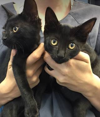 O'Neil Cameron Dr Valley Vet Surgery - Internet Find 1