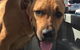 O'Neil Cameron Dr Valley Vet Surgery - thumb 2