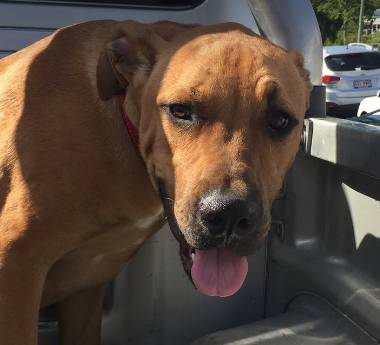 O'Neil Cameron Dr Valley Vet Surgery - Internet Find 2