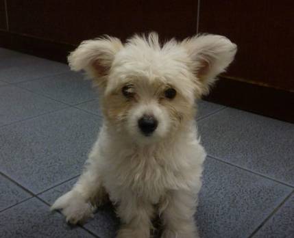 Pullen Brad Dr Valley Vet Surgery - Internet Find 4