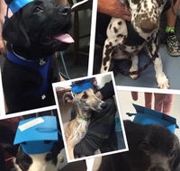 Lorn Veterinary Clinic - Renee