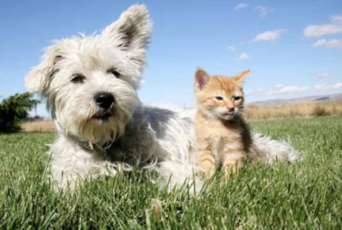 Edgeworth Veterinary Clinic - Internet Find 0