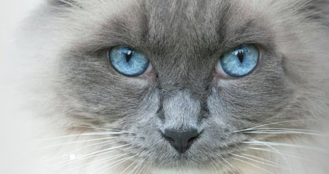 Edgeworth Veterinary Clinic - Internet Find 2