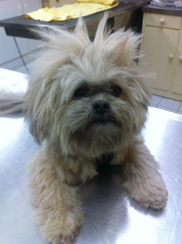 Lennox Head Vet Clinic - Renee 3