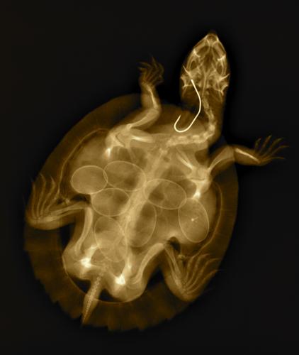 Lennox Head Vet Clinic - Renee 4