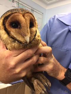 Vets Heatherbrae NSW Qld Realsetate