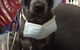 Raymond Terrace Veterinary Clinic - thumb 2