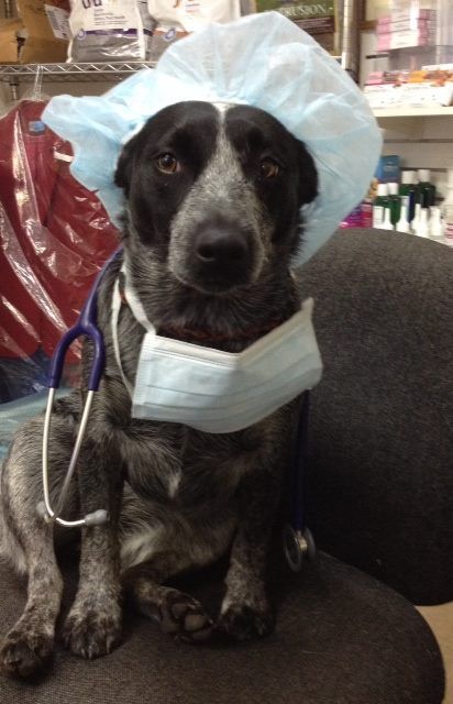 Raymond Terrace Veterinary Clinic - Internet Find 2