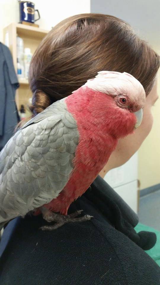 Vets Salamander Bay NSW Qld Realsetate