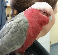 Salamander Bay Veterinary Clinic - Renee