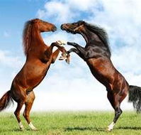 Capricorn Vet Surgery - Internet Find