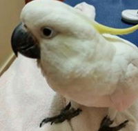 Mittagong Veterinary Hospital - Renee