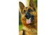 Sunshine Beach Veterinary Surgery - thumb 3