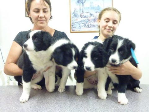 Cooroy Veterinary Surgery - Internet Find 2