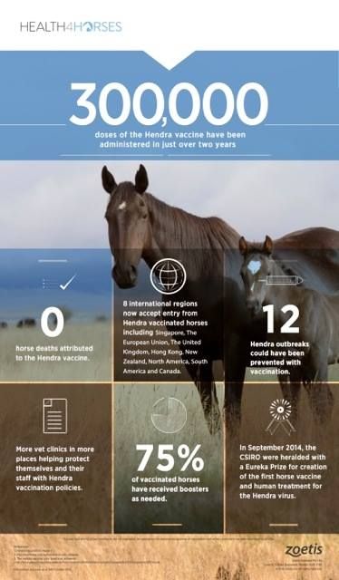 Cooroy Veterinary Surgery - Internet Find 4